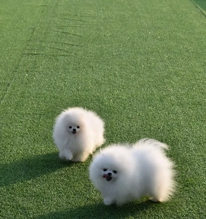 Căței Pomeranian de adoptat - imagine 2