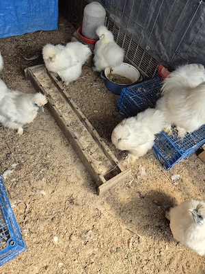 Ouă mătase japoneză  - imagine 2