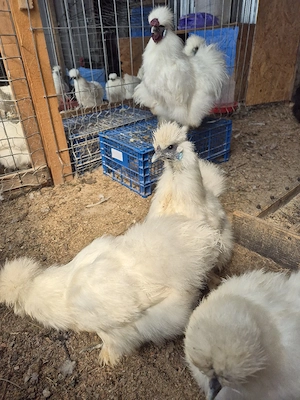 Ouă mătase japoneză  - imagine 4