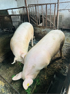 2 porci si 2 purcele  - imagine 3