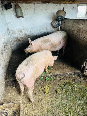 2 porci si 2 purcele  - imagine 4