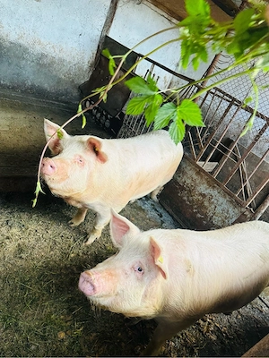 2 porci si 2 purcele  - imagine 2