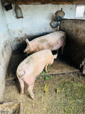 2 porci si 2 purcele  - imagine 5