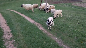 Oi + miele de vânzare!