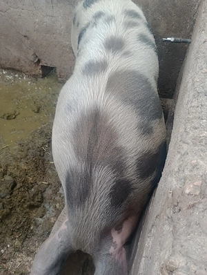 Vînd porc de 150 kg