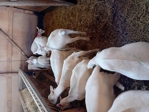 Vand iedute Saanen - imagine 3