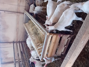 Vand iedute Saanen - imagine 2