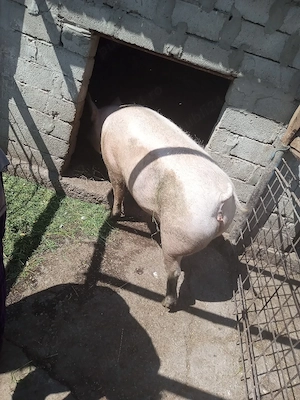 porc de vanzare  - imagine 2