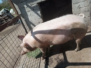 porc de vanzare 
