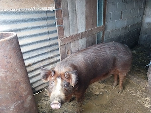 Vand purcea duroc de monta