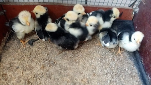 Vand perusi si pui motata olandeza