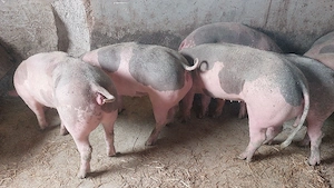 vand lot de 7 scrofite 90-130 kg - imagine 2