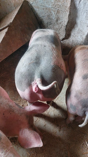 vand lot de 7 scrofite 90-130 kg