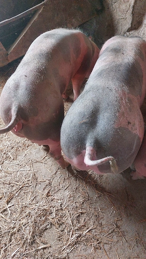 vand lot de 7 scrofite 90-130 kg - imagine 3