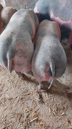 vand lot de 7 scrofite 90-130 kg - imagine 4