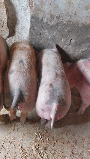 vand sau schimb,4 scrofite 40-55 kg - imagine 3