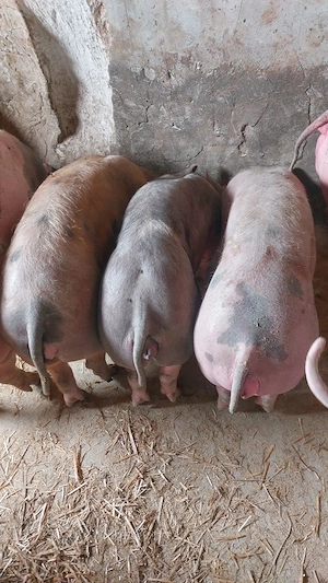 vand sau schimb,4 scrofite 40-55 kg - imagine 2