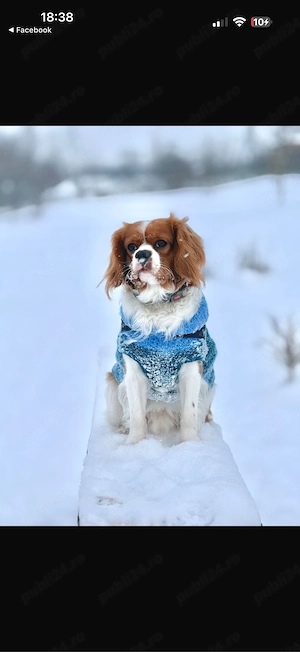 Bubu isi cauta partenera  - imagine 3