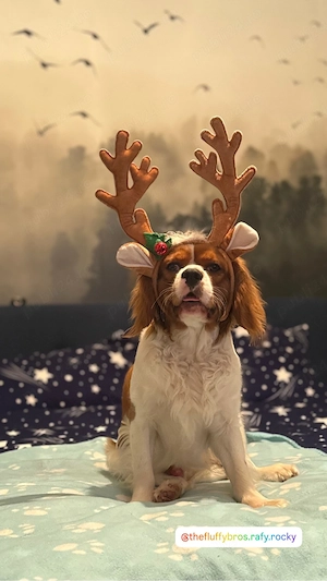 Bubu isi cauta partenera  - imagine 4