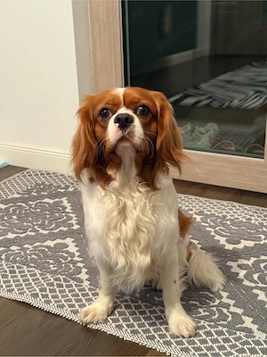 Bubu isi cauta partenera  - imagine 2