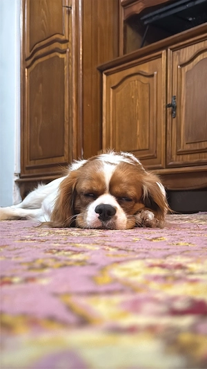 Bubu isi cauta partenera  - imagine 5