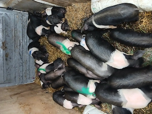 Purcei de vanzare! - imagine 2