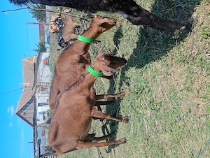 Doua surori metis alpin cu anglo la a doua fatare 