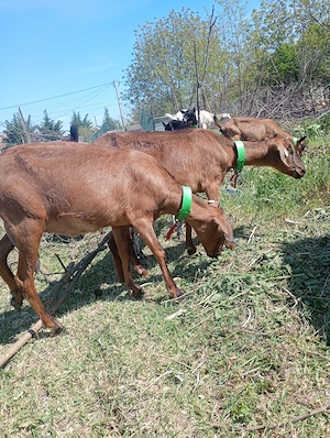 Doua surori metis alpin cu anglo la a doua fatare  - imagine 2