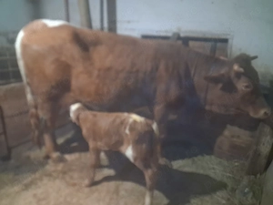 Juninca cu vitel de 2 saptamani 