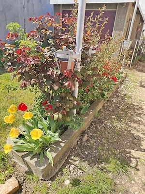 Casa de vanzare proprietar