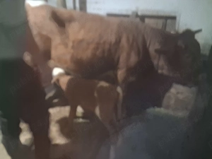 Juninca cu vitel de 2 saptamani  - imagine 2