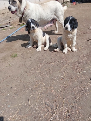 Vând Asia Centrală  - imagine 2