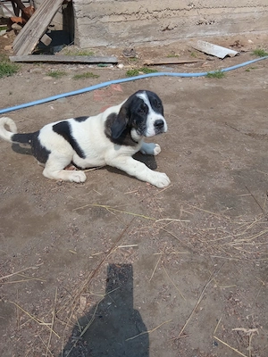 Vând Asia Centrală 