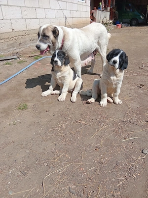 Vând Asia Centrală  - imagine 3