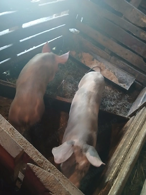 vând grasuni in jur de 50-60 kg