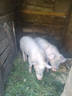 vând grasuni in jur de 50-60 kg - imagine 5