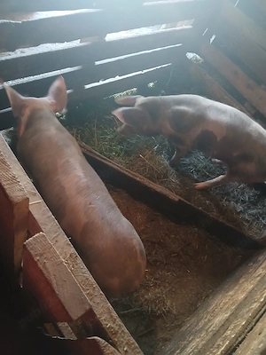 vând grasuni in jur de 50-60 kg - imagine 2