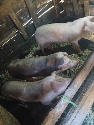 vând grasuni in jur de 50-60 kg - imagine 3