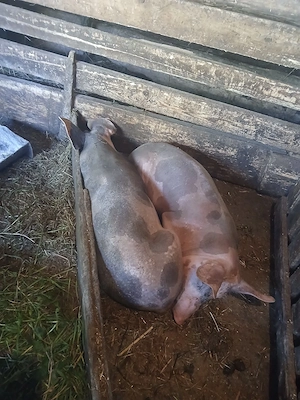 vând grasuni in jur de 50-60 kg - imagine 4