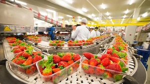 Se caută  2  cupluri serioase la sortat