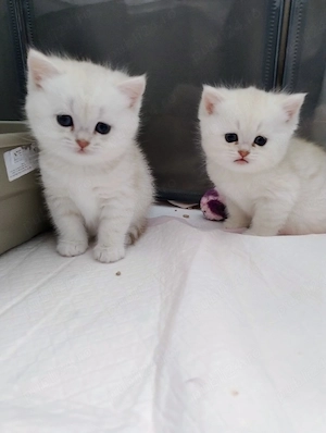 British longhair  - imagine 3