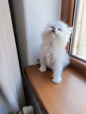 British longhair  - imagine 2