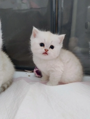 British longhair  - imagine 4