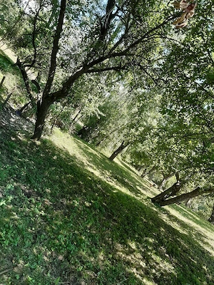 vand teren cu 2 case bătrânești si una la gri