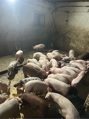 purcei de vanzare - imagine 2