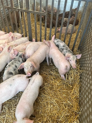 purcei de vanzare - imagine 3