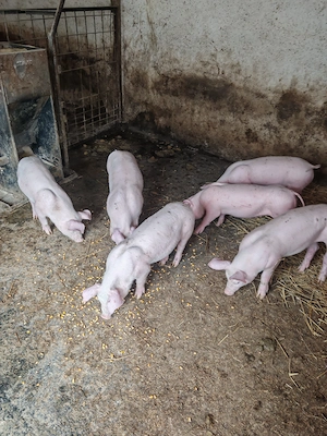 Purcei de crescut - imagine 2