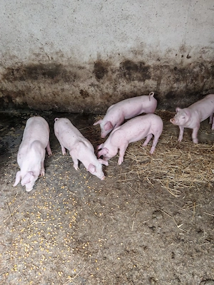 Purcei de crescut - imagine 3