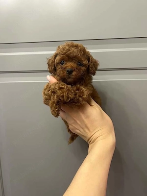 Toy pudel- poodle - imagine 5