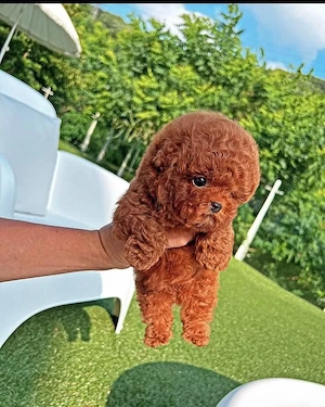 Toy pudel- poodle - imagine 4